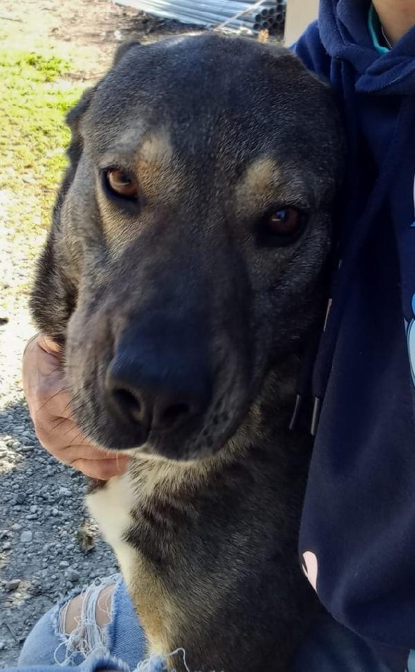 MILAGRO, cane buonissimo, abbandono estivo Foto 5
